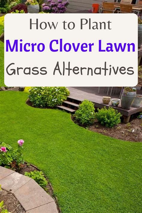 how to plant micro clover lawn Clover Lawn, Backyard Makeover, Backyard Decor, Backyard Ideas ...