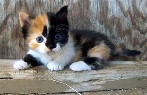 Adorable Little Baby Calico Munchkin Kitten - Aww, I want! | Kittens cutest, Munchkin kitten ...