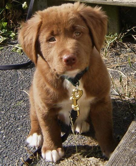 i want this puppy | Labrador retriever mix, Golden retriever mix puppies, Retriever mix