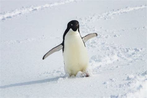 Adelie-penguins-facts