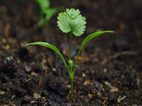 Growing Coriander In Your Garden - Boldsky.com