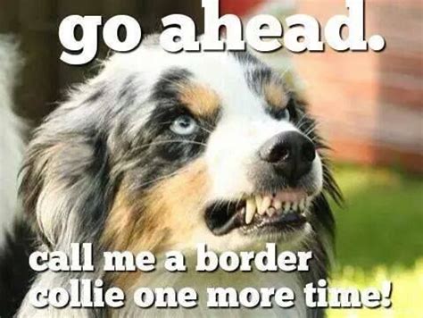 15 Funny Australian Shepherd Memes To Make Your Day - Page 4 of 5 - BuzzSharer.com