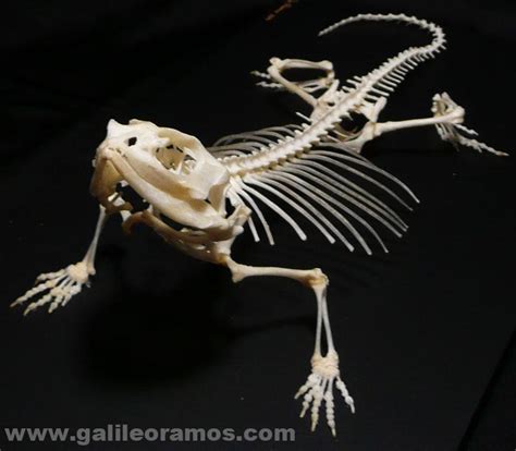 Pogona vitticeps 2014 Skeleton « Galileo Ramos – Art with Skeletons