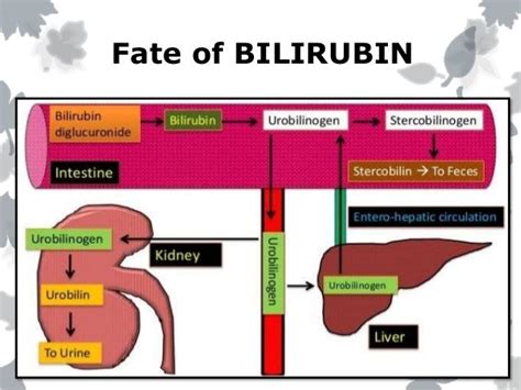 Bile pigments