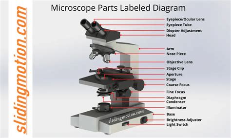 Complete Guide on 16 Essential Microscope Parts: Labled Diagram