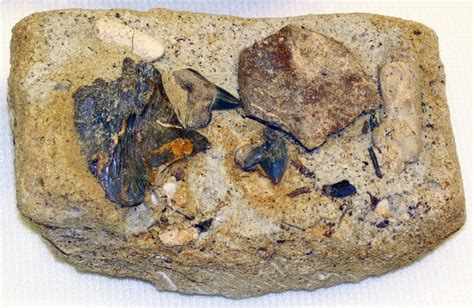 Fossil shark teeth and fish bones (Niobrara Formation, Upp… | Flickr