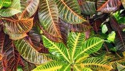 How to Take Care of Tropical Plants | Garden Guides