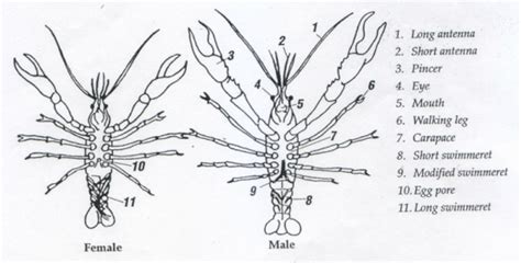 Breeding - Crayfish Care