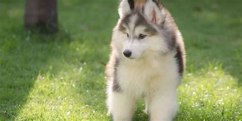 miniature husky | Miniature husky, Family dogs breeds, Husky breeds