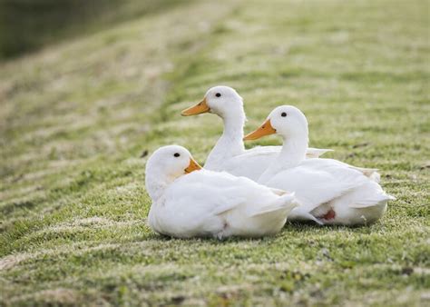 9 Things To Know Before Keeping Ducks As Pets | Chickens And More