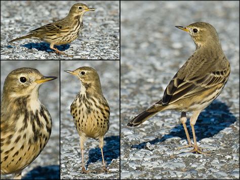 Buff-bellied Pipit Identification - Shanghai Birding 上海观鸟