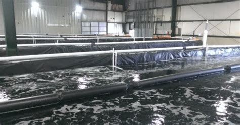 Shrimp Farming Methods and Basic Knowledge - Indonesia Shrimps Supplier, Shrimps Exporters ...