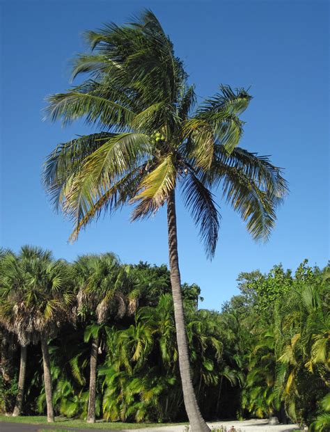 Cocos nucifera (coconut palm tree) (Sanibel Island, Florid… | Flickr