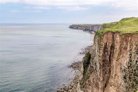 Bempton Cliffs walk - Flamborough walk - East Yorkshire walks