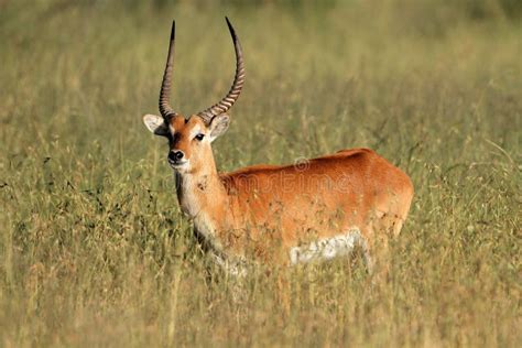 Red lechwe antelope stock photo. Image of horns, unspoiled - 24002888