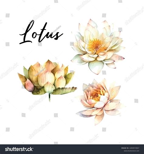 Watercolor White Lotus Flower Vector Illustrationisolated Stock Vector ...