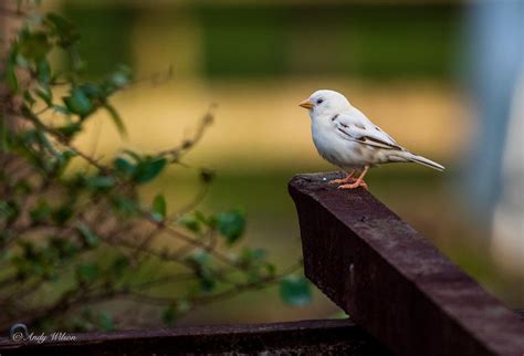 A rare leucistic bird was spotted in a Cornish garden | InYourArea News