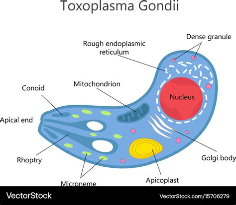 Toxoplasma Gondii Diagram