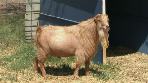 LaMancha description | Breeding goats, Breeds, Alpine goats