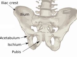 Iliac crest - Wikipedia