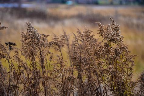 Marsh Plants by Hadfield1981 on DeviantArt