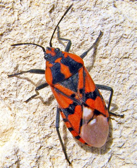 Red Soldier Bug Free Stock Photo - Public Domain Pictures