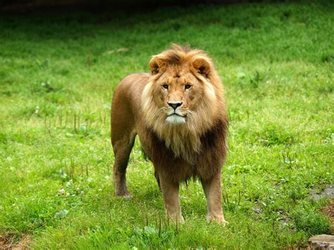 Animal Lion 4k HD Wallpapers Free Pictures Download Photos