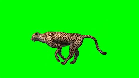 cheetah run view 2 free animal green screen effects - YouTube