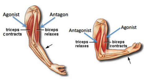 Diagram of Muscular system - Antagonistic pairs | Quizlet