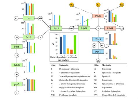 | Pyridoxine biosynthesis. The pyridoxine biosynthesis subsystem ...