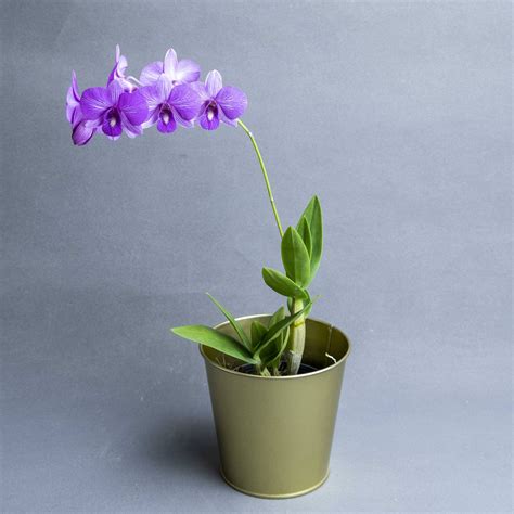 Dendrobium Orchid Potting Mix Recipe | Dendrobium Orchid Guide Tips ...