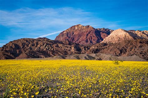 Super Bloom at Death Valley National Park - Travel Caffeine