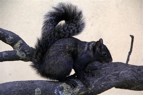 Yucatan squirrel (Sciurus yucatanensis) - ZooChat