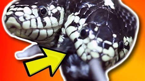 YES!! TWO HEADED SNAKE EATS FOR THE FIRST TIME AT MY REPTILE ZOO!! | BRIAN BARCZYK - YouTube