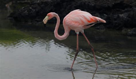 Galapagos Flamingo | Go Galapagos