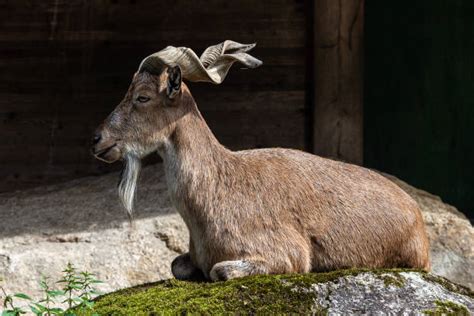 610+ Markhor Goat Head Stock Photos, Pictures & Royalty-Free Images ...