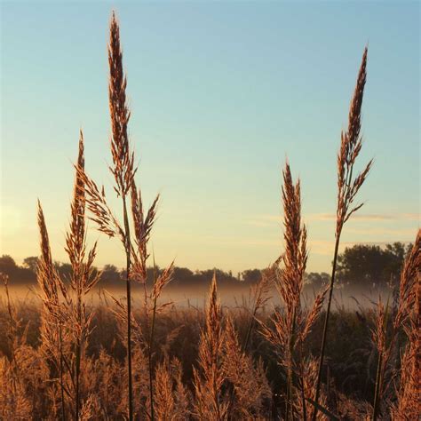 Big Bluestem Seeds - Native Prairie Grass or Ornamental Grass Seed