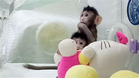 Cloned Monkeys: Scientists push boundaries of genetic engineering