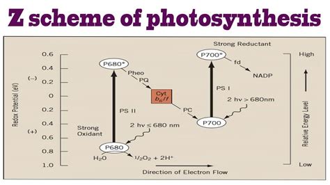 Z scheme of photosynthesis || BIOLOGY ARTICLES AND MCQS || - YouTube