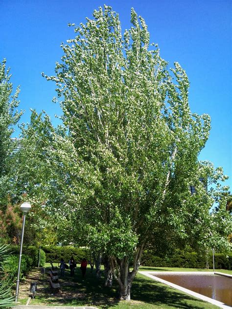 Forest Forestal: Álamo