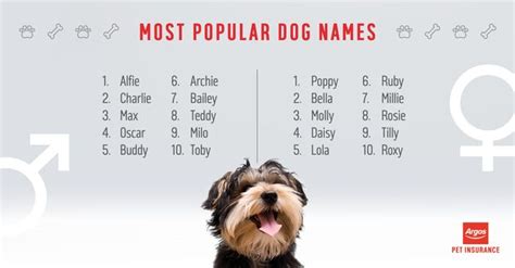 Pet Name Inspiration: The Most Popular Cat And Dog Names Of 2017 Revealed