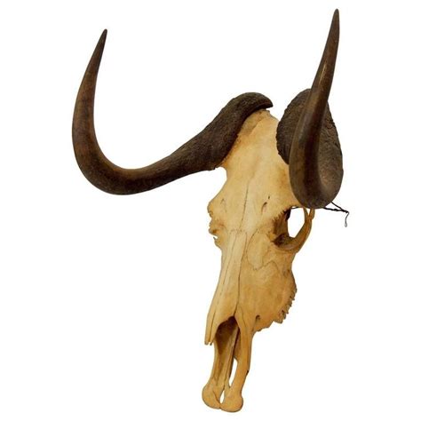 Black Wildebeest Skull and Horns in 2024 | Wildebeest, Animal taxidermy, Skull