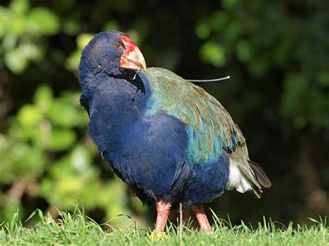 South and North Island Takahē | DinoAnimals.com