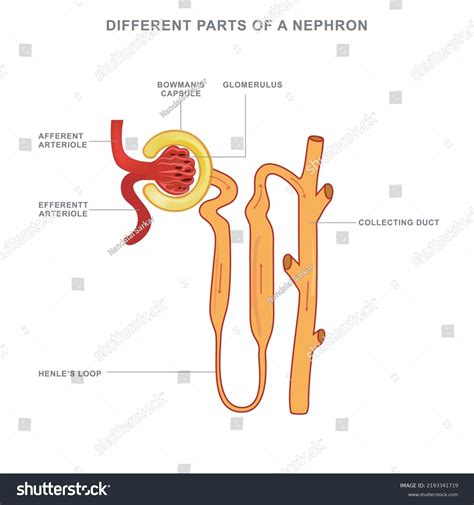 Kidney Diagram Nephron