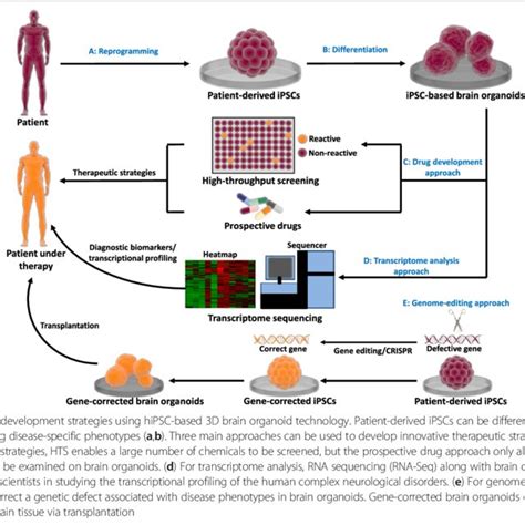 hPSC-based 3D brain organoid models with single or multiple, varying ...