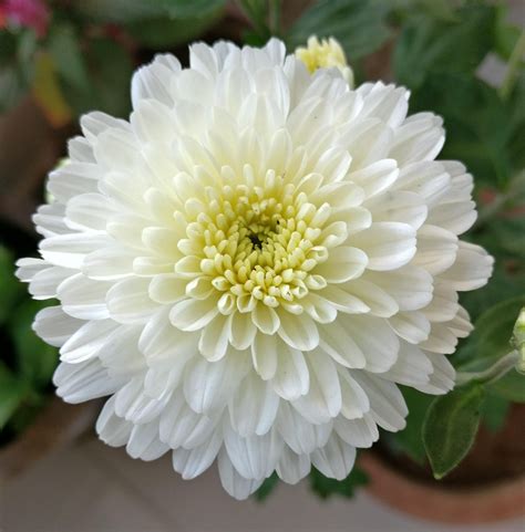 White Chrysanthemum | White chrysanthemum, Chrysanthemum, Chrysanthemum flower