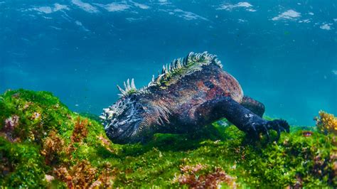 Marine Iguana – Bing Wallpaper Download