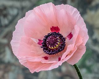 Papaver orientale (poppy) | Taken in Itchen Abbas during the… | Flickr
