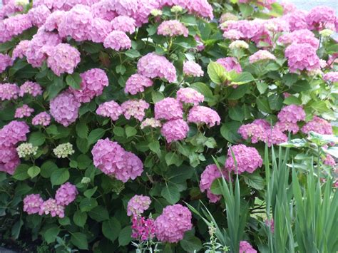 Pink Hydrangea bush | Hydrangea bush, Pink hydrangea, Hydrangea