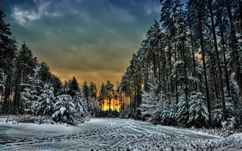 Canada, Ontario, forest, winter wallpaper | nature and landscape ...